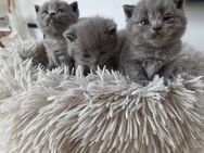 Wunderschöne BKH Kitten - Ahaus