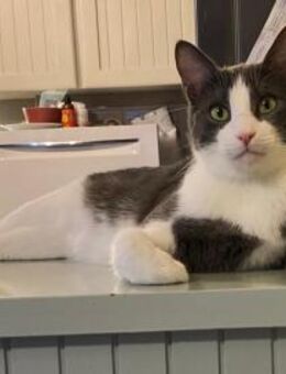 Teddy aus dem Tierschutz - Grevenbroich