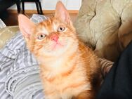 Katzenkitten abzugeben - Lohmar