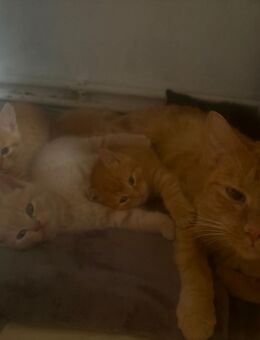 Süße Hauskatzen-Babys abzugeben - Hannover Vahrenwald-List