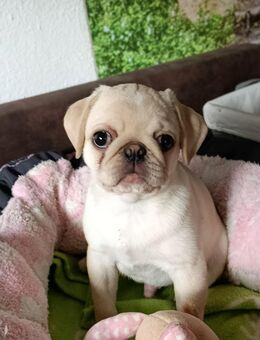 Süßer kleiner Mops Rüde sucht noch seine neue Familie - Hartha Zentrum