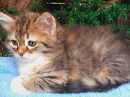 süße Sibirische Waldkatzen - Kitten, ohne Pedigree, Eltern mit Pedigree dürfen ihr Neues Zuhause bald beziehen. reine Liebhaber Katzen - Oftersheim