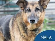 Liebe Seniorin Nala sucht ihr Zuhause - Tarmstedt