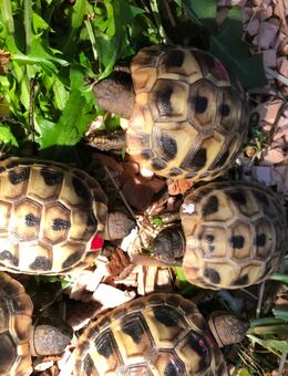 Griechische Landschildkröten Testudo hermanni - Altenberge