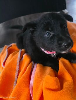 Border Collie Mix Welpen - Schlettau