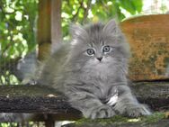 Typvolle Sibirische Kitten mit Stammbaum – geboren am 29. April 2025 🐾 Liebevoll aufgezogen, bestens sozialisiert und bereit für ihr Für-immer-Zuhause ab Ende Juni 🐾 - Zell (Aichelberg)