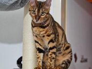 Bengal katze - Bonn