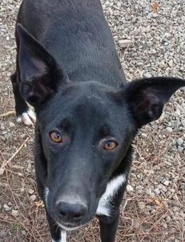 🐾 Liebevolle Junghündin Betty 🐾 - Eislingen (Fils)