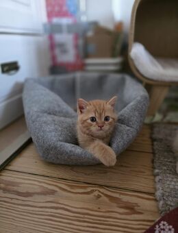 🐾 Traumhafte Britisch Kurzhaar Kitten zu vermitteln - Wedel