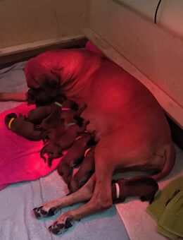 Rhodesian Ridgeback Welpen 5 Rüden 4 Mädchen - Niestetal