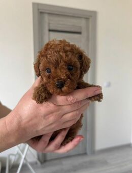 Toy Zwerg Pudel Welpen von Papa Champion - Bramsche