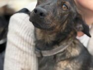 Rocco- wird immer übersehen - Berlin