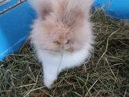 Suche einen kleinen Löwenköpfchen ( Hase) - Wurzen