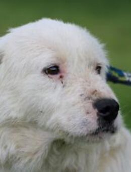 Ryda - ruhig u. verschmust - Lohra