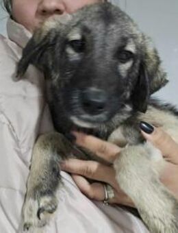 Süße puschelige Cora möchte ein Heim - Mannheim