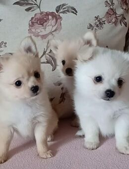 Wunderschöne Pomchi Welpen - Altmärkische Wische