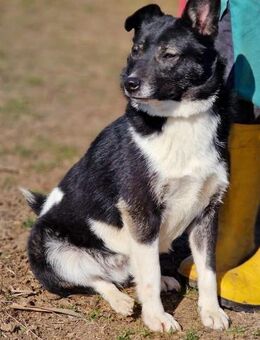 Herzbube Pino-hübscher Look+coole Ohren - Overath