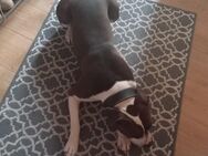 Labrador mischling Hündin sucht neues Zuhause - Mannheim