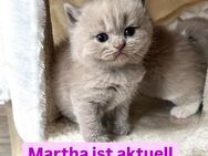 Bkh Kitten, reinrassig - Wiesbaden Sonnenberg