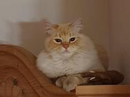 Kater Sammy in Kornburg verzweifelt gesucht - Nürnberg