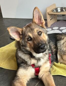 Akela such ihr Für-immer-Zuhause - Idstein