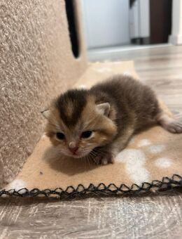 Reinrassige britisch Kurzhaar (bkh) Kitten - Magdeburg