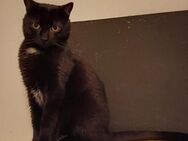 🆘Kater Stelica -leidet sehr 🆘 - Eislingen (Fils)