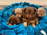 Chihuahua Welpen Rüden reinrassig Schoko und Lilac Tricolor suchen liebevolles Zuhause - Lanitz-Hassel-Tal