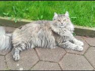 Süße Türkisch Angora Katze - Glückstadt