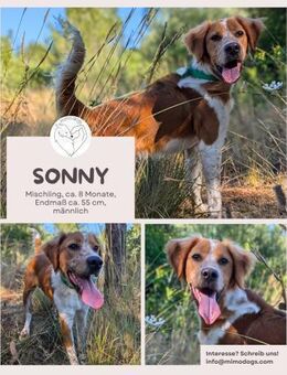 Sonny - freundlicher Rüde mit großem Her - Brühl (Nordrhein-Westfalen)