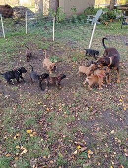 Ridgeback/American Pitty Rüde hat eine Dobermann x Cane Corso Hündin erfolgreich gedeckt. - Süderholz