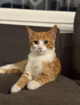 Zutraulicher junger Kater in gute Hände abzugeben - Rosenheim Zentrum