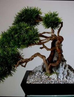 Ein Leben ohne Bonsai ist zwar möglich, aber sinnlos! - Frankfurt (Main)