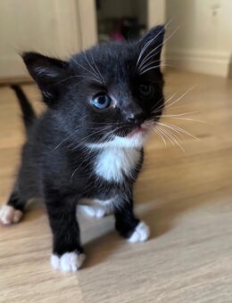 Katzen Babys - Horhausen (Westerwald)