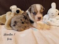 6 von 7 Welpen /Französische Bulldogge x Mini Australian Shepherd - Barnstorf