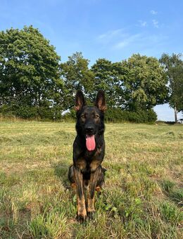 Deutscher schäferhund - Weilmünster