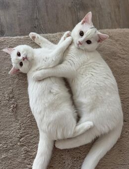 BKH junges Paar abzugeben - Dortmund