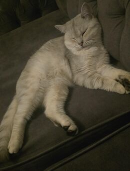 Liebe Britisch Kurzhaar Katze (1 Jahr) sucht neues Zuhause - Hanau (Brüder-Grimm-Stadt) Innenstadt