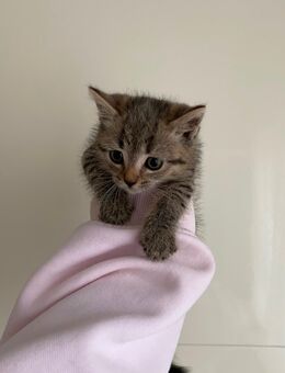 süße Katzenbabys (Kitten) abzugeben 🐾 - Krefeld