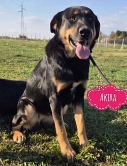 Akira - als Baby ins Tierheim gekommen - Flörsheim-Dalsheim