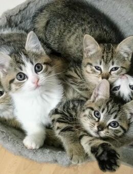 Britisch-Kurzhaar-Sibirische-Waldkatze - Altensteig Zentrum