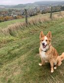 Hündin Mischling in 59955