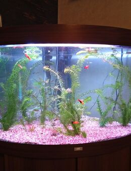 Eckaquarium 180 Liter von JUWEL - Neuenrade Zentrum