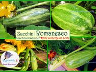 ♥ BIO Zucchini Costata Romanesco,Samen, Alte Sorte Geschmack samenfest Tulpenstolz Garten Saatgut Seeds Rarität - Hamburg