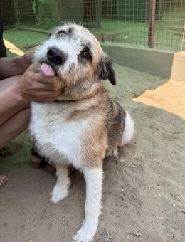 Harina - liebevolle Hundemama - Köln