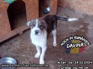 DAVINA-hat ihren Lebenswunsch vor Augen - Waakirchen