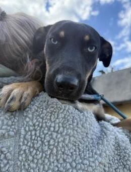 Rizling - junge Hündin sucht Familie - Köln