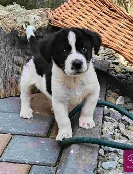 Lloyd 💖 Sucht dringend ein kuschelige - Spenge