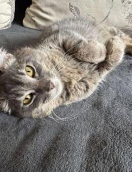 Lillian sucht ihr Zuhause - Prien (Chiemsee)