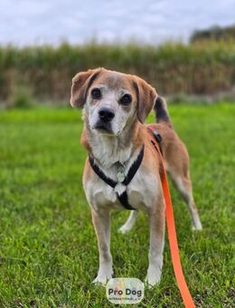 Atreju auf Pflegestelle - Talkau